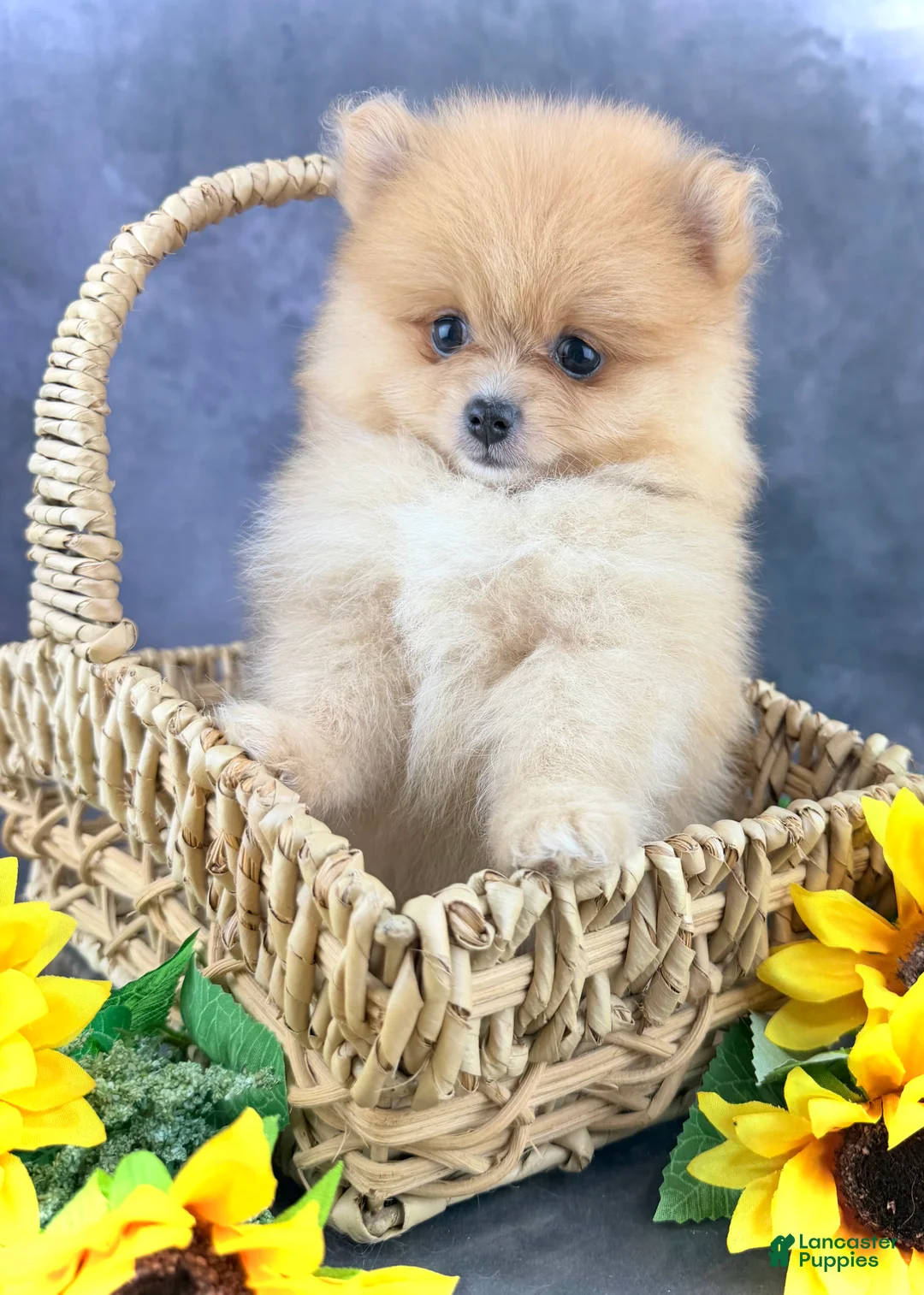 Pomeranian dogs for sale: Roo - Ad 1