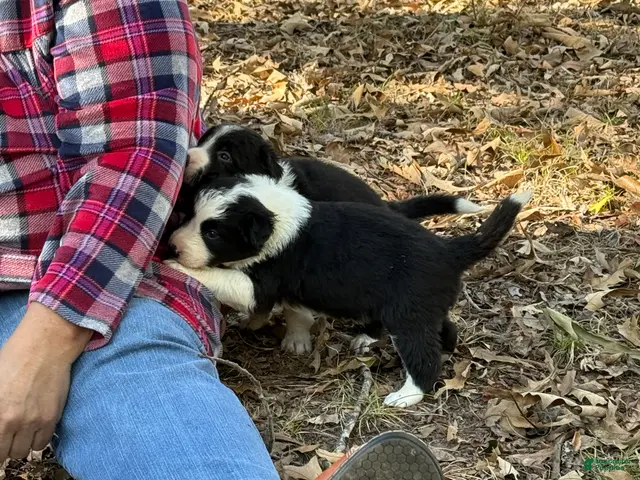 Border Collie dogs for sale: Nigella - Ad 2