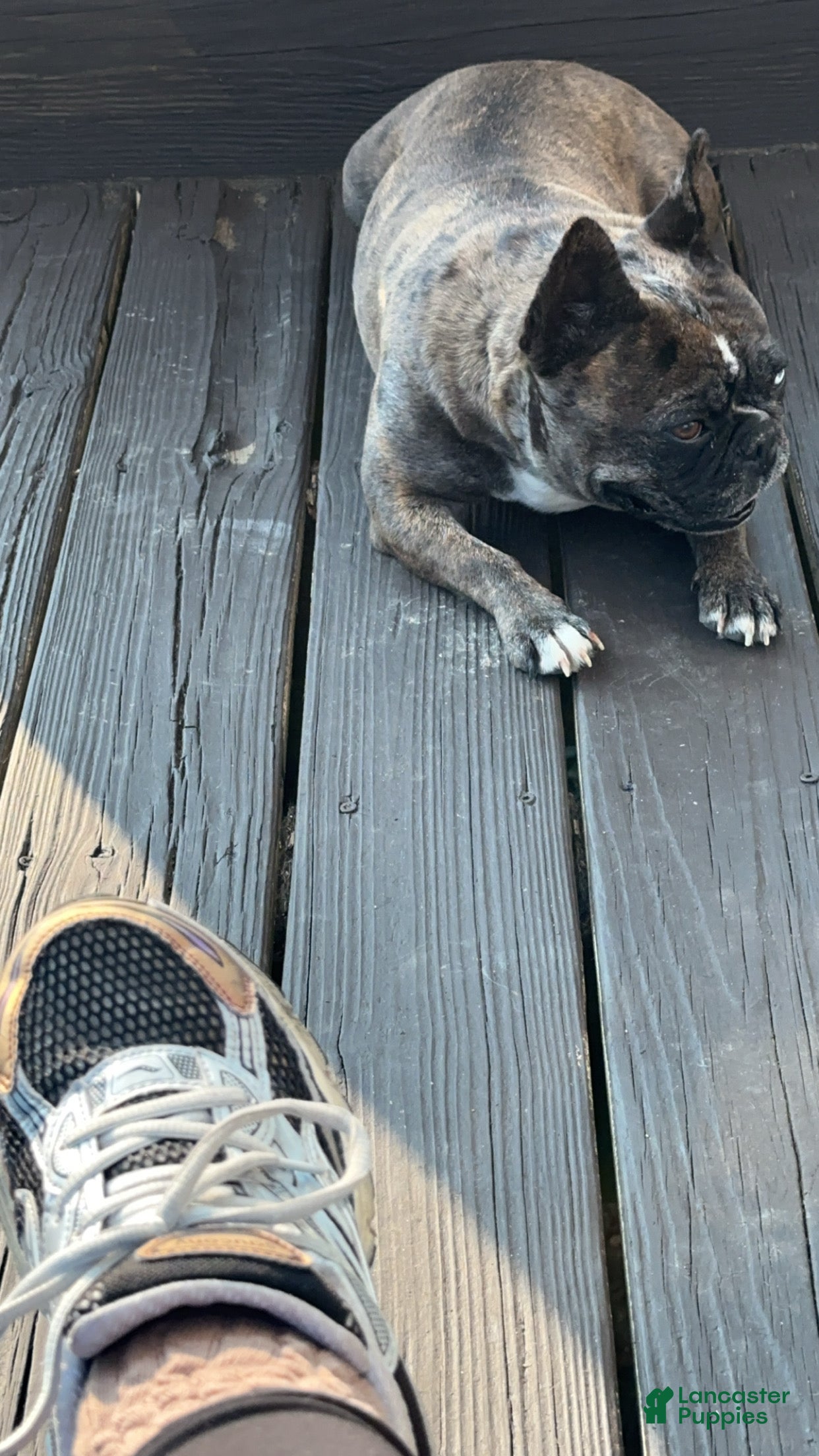 Frenchton dogs Frenchton 1 - Ad 15