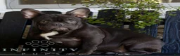 French Bulldog dogs for sale: Cody  - Ad 1