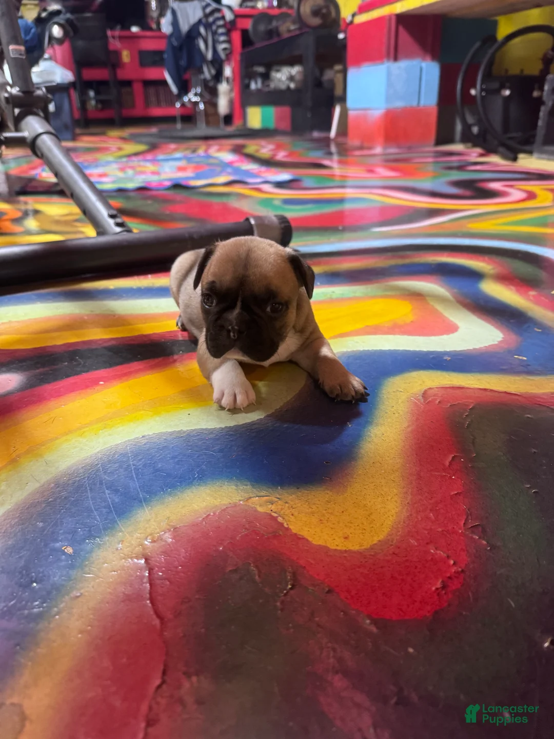 French Bulldog dogs for sale: French Bulldog Puppy 2 - Ad 2