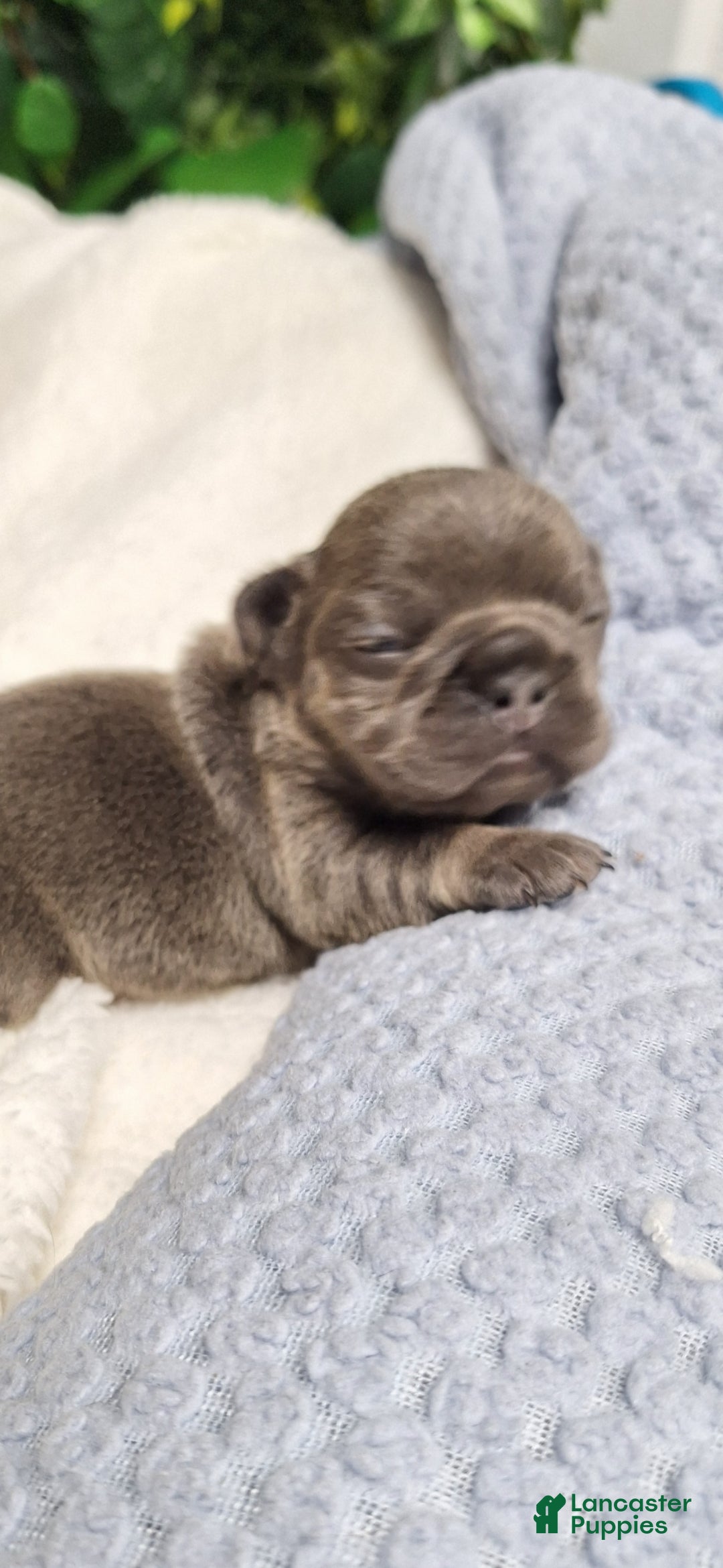 French Bulldog dogs for sale: Ms little  - Ad 4