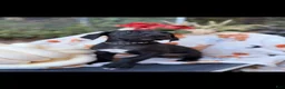 Great Dane dogs for sale: Great Dane 6 - Ad 2