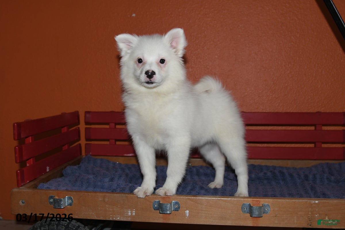 American Eskimo dogs Fluffy - Ad 1