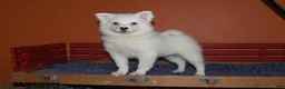 American Eskimo dogs for sale: Fluffy - Ad 1