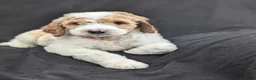 Goldendoodle dogs for sale: Ollie  - Ad 3