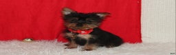 Yorkshire Terrier dogs for sale: Donnie - Ad 1