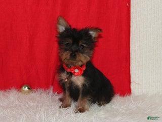 Yorkshire Terrier dogs Donnie - Ad 4
