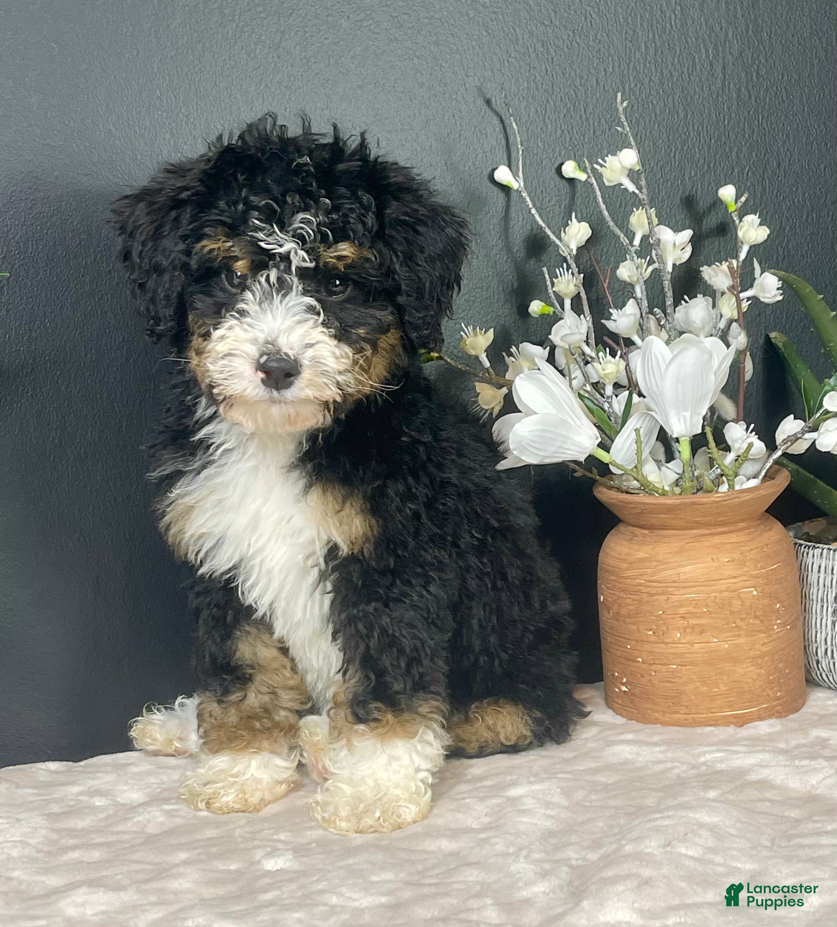 Mini Bernedoodle dogs Birdie - Ad 10