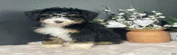 Mini Bernedoodle dogs for sale: Birdie - Ad 1
