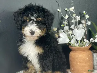 Mini Bernedoodle dogs Birdie - Ad 10