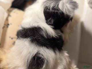 Morkie dogs Arlo - Ad 8