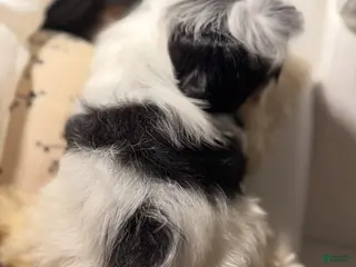 Morkie dogs Arlo - Ad 8