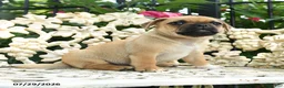 Jug dogs for sale: Dave - Ad 2