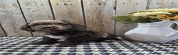 Cocker Spaniel dogs for sale: Master - Ad 7