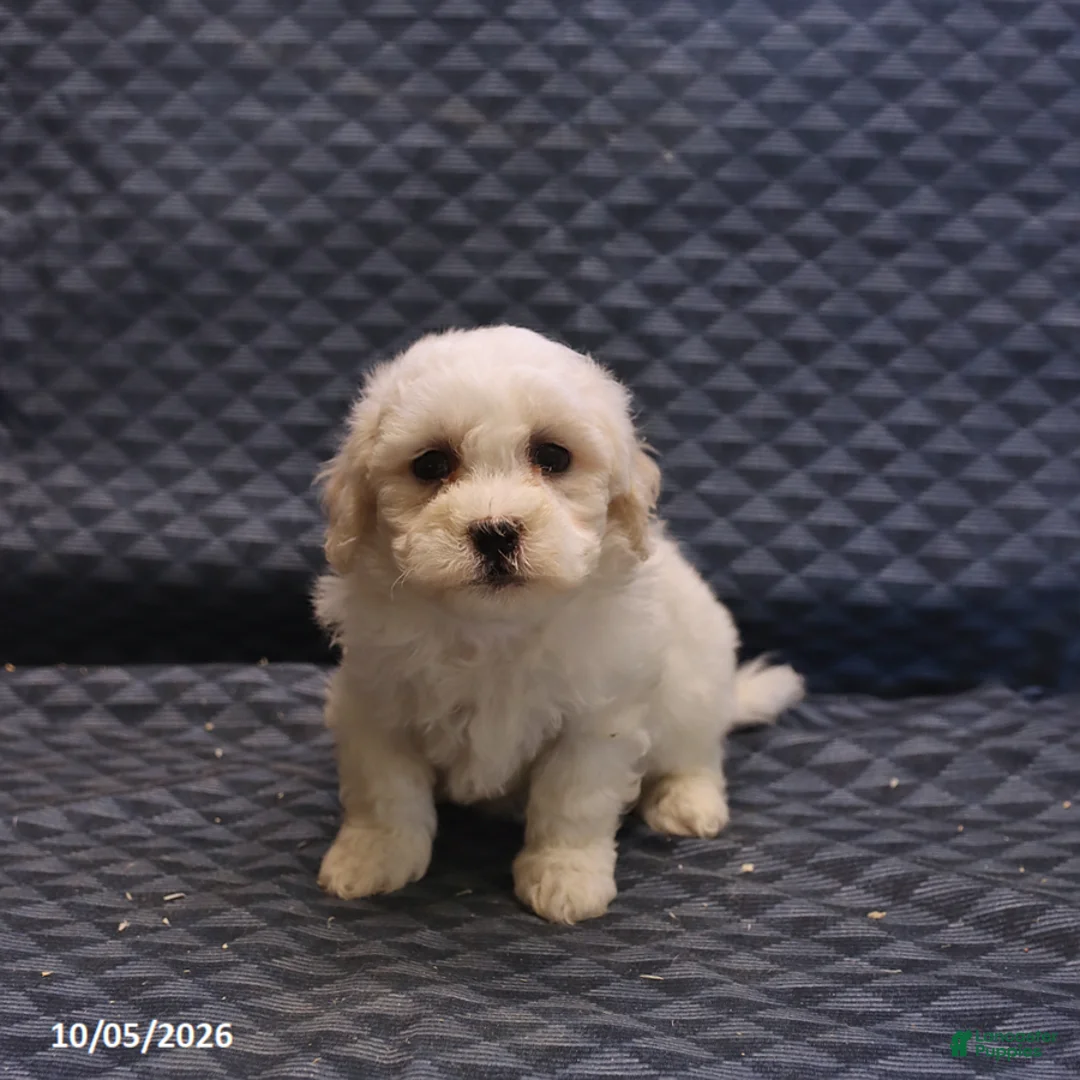 Mixed Breed dogs for sale: Tessa - Ad 5