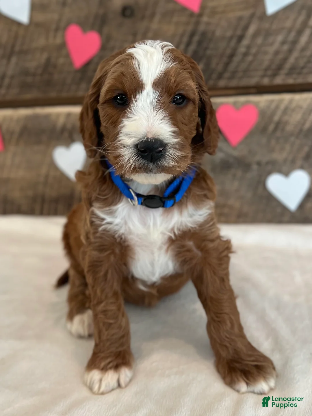Irish Doodle dogs for sale: Murphy - Ad 6