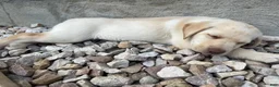 Labrador Retriever dogs for sale: Bailey - Ad 5
