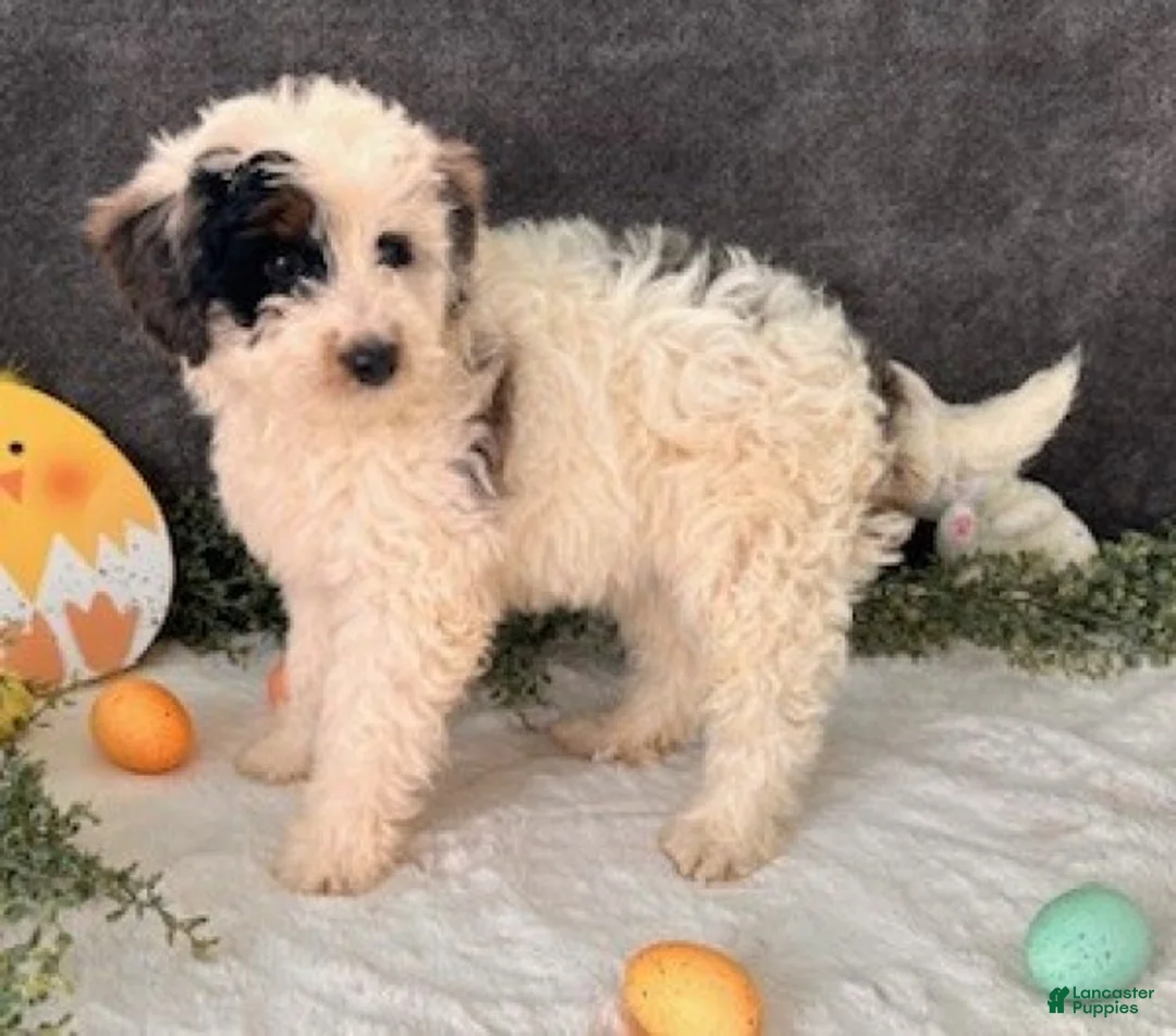 Mini Bernedoodle dogs for sale: Oakley - Ad 2