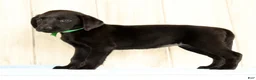 Labrador Retriever dogs for sale: Bailey - Ad 6