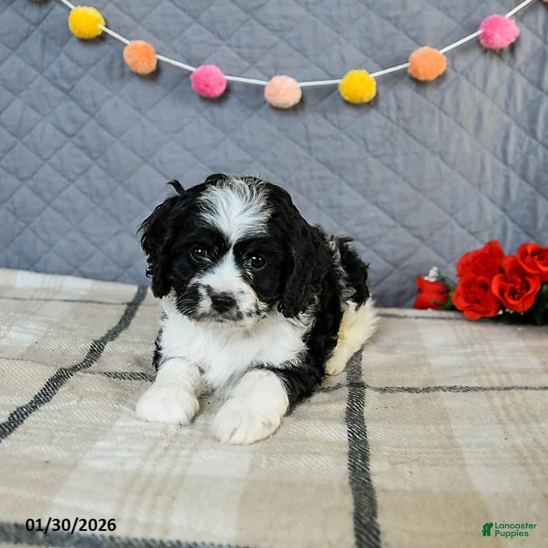 Cavapoo dogs for sale: Cheddar - Ad 4