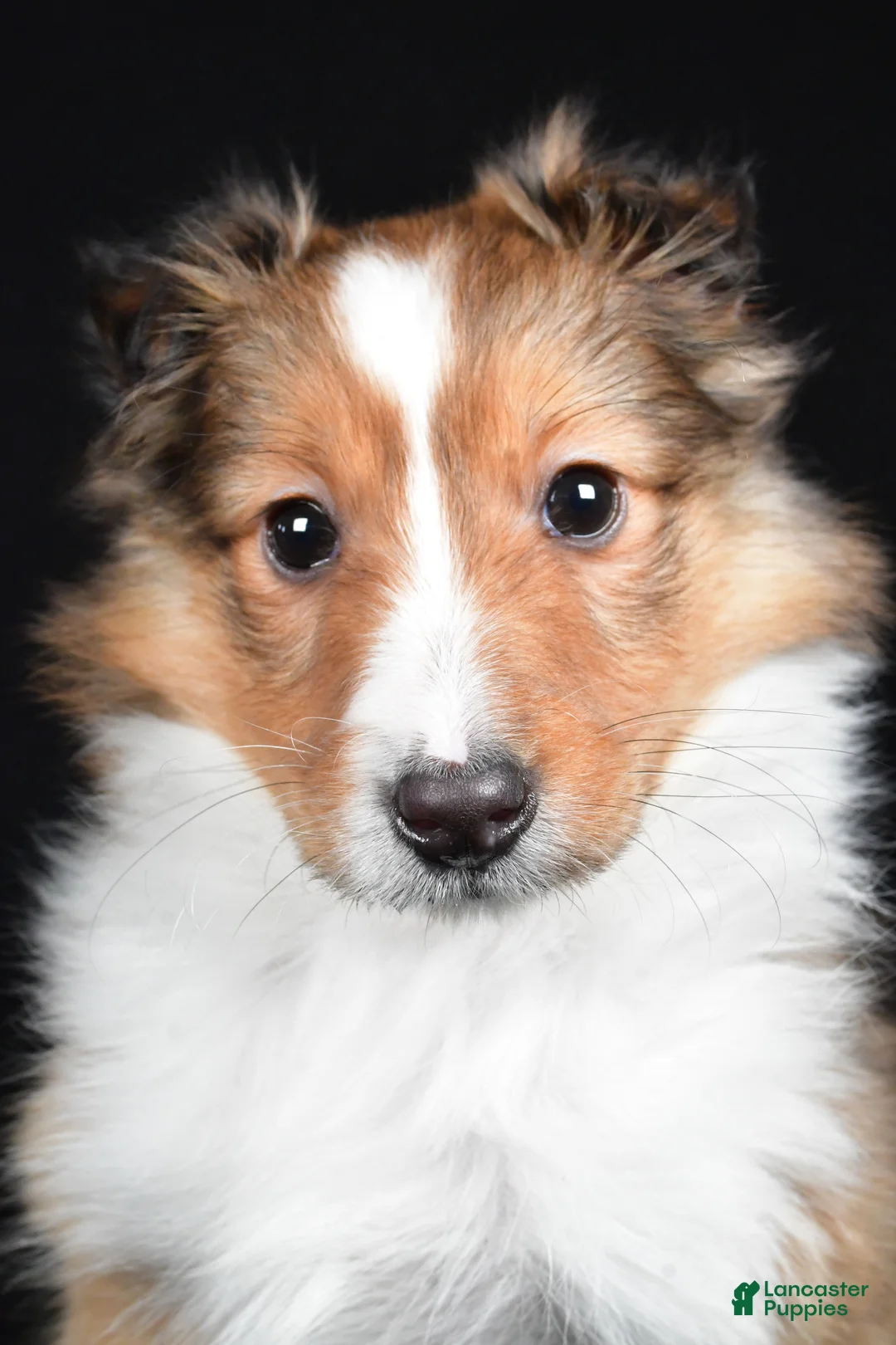 Shetland Sheepdog dogs for sale: Macy - Ad 6