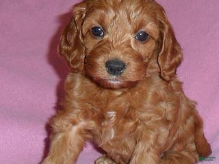 Cockapoo dogs Annie - Ad 7