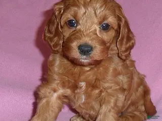 Cockapoo dogs Annie - Ad 1