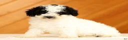 Toy Poodle dogs for sale: Doodle - Ad 1