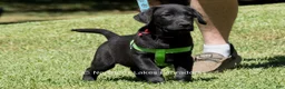 Labrador Retriever dogs for sale: Edward - Ad 2