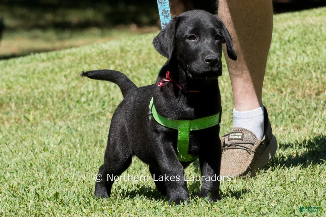 Labrador Retriever dogs for sale: Edward - Ad 2