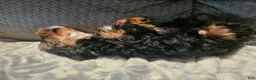 Yorkshire Terrier dogs for sale: Lucky - Ad 5