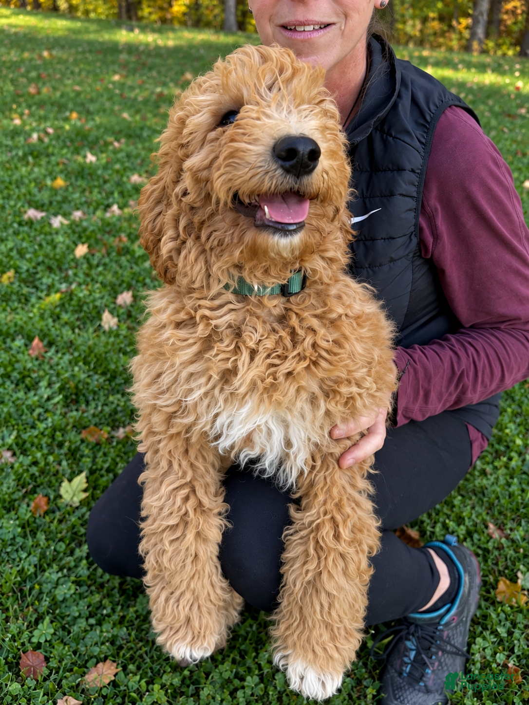 Goldendoodle dogs for sale: Spencer von BridleWoof  - Ad 20