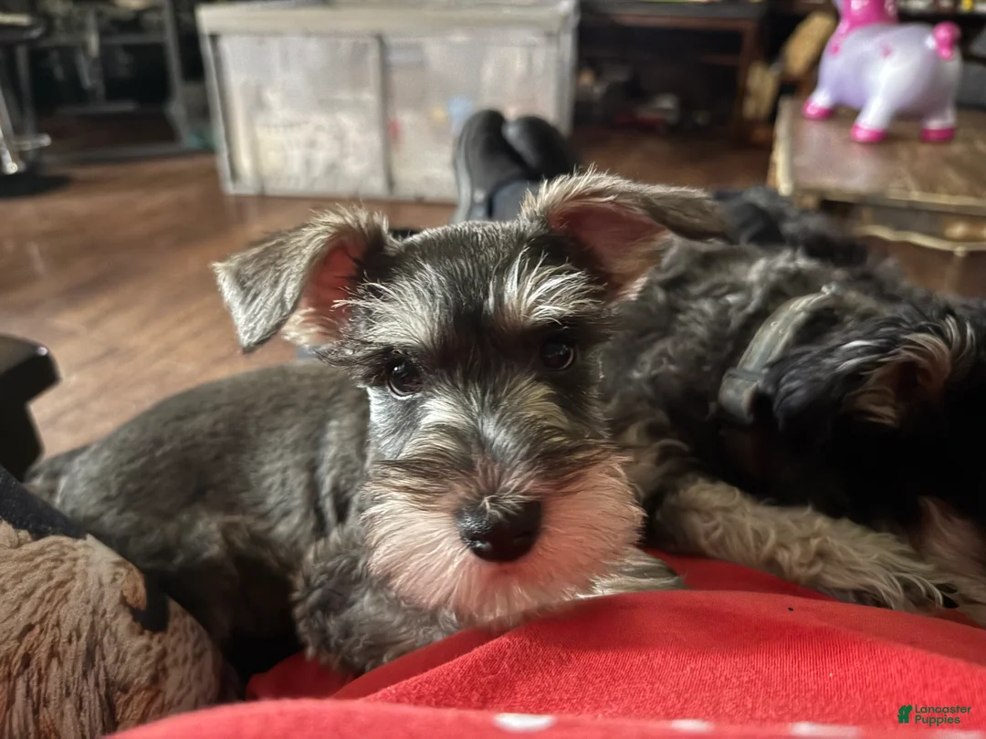 Miniature Schnauzer dogs for sale: Miniature Schnauzer Puppy (Red) - Ad 1