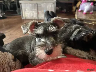 Miniature Schnauzer dogs Miniature Schnauzer Puppy (Red) - Ad 41