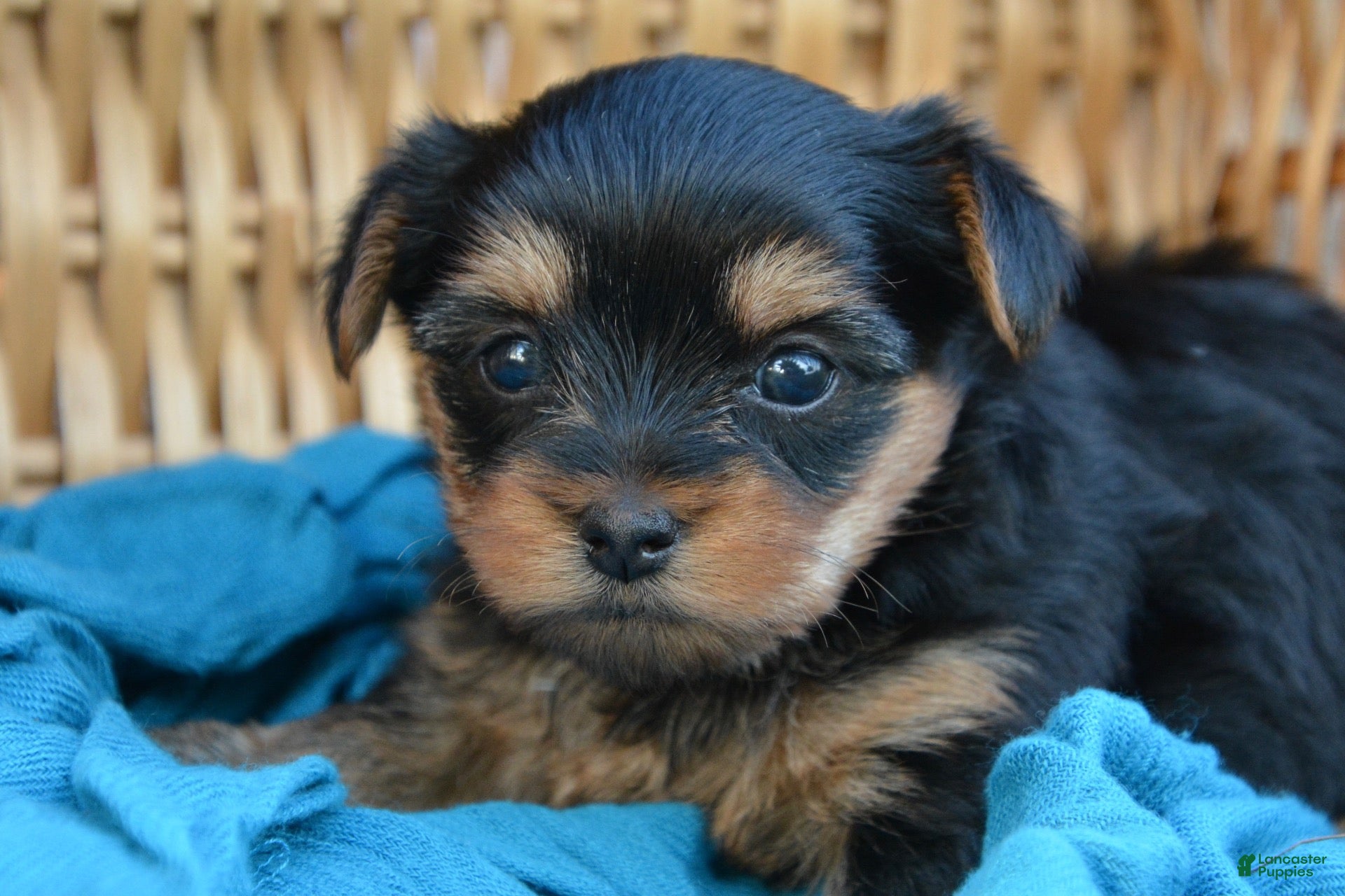 Yorkshire Terrier dogs Jodi - Ad 1