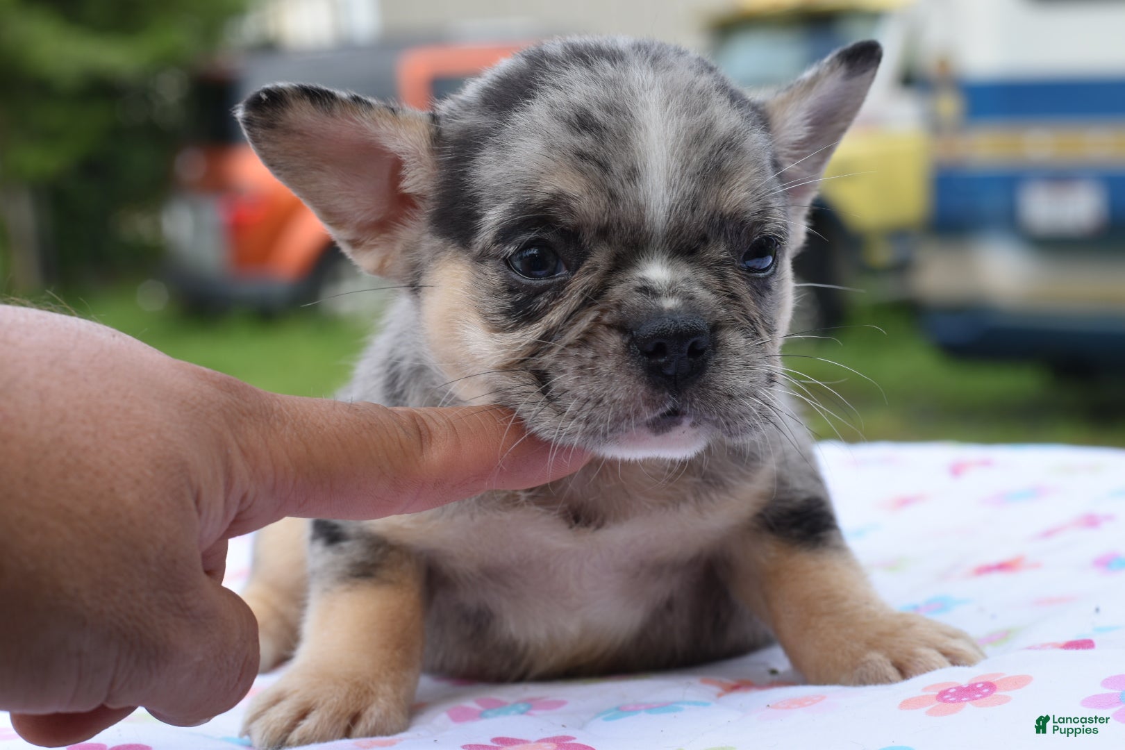 Mixed Breed dogs Cindy merle and tan  - Ad 2