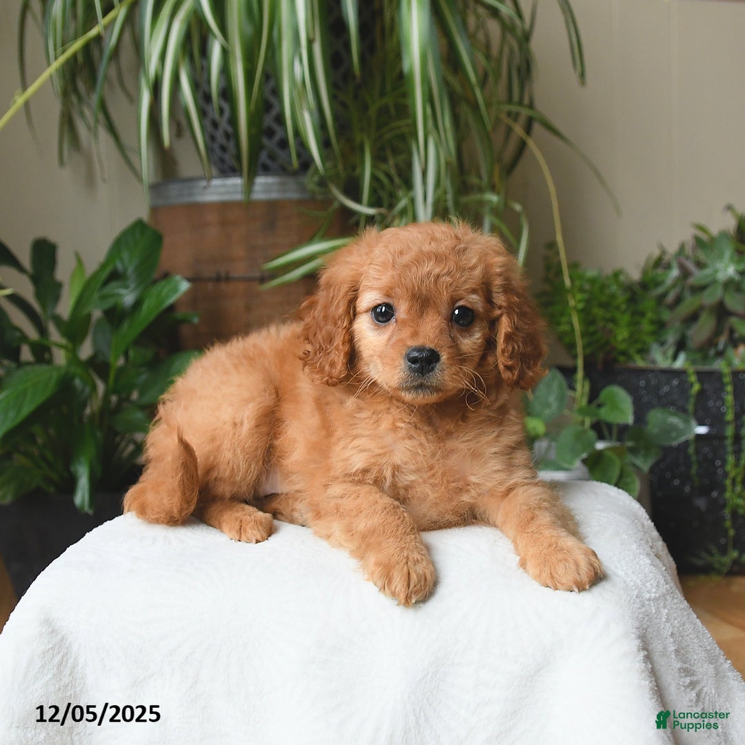 Cavapoo dogs for sale: Lola - Ad 2