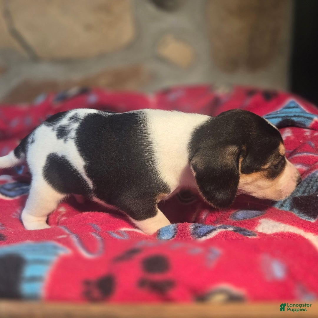 Beagle dogs for sale: Dill Queen Elizabeth Pocket Beagle - Ad 6