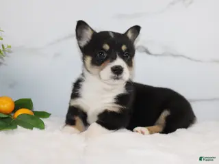 Welsh Corgi Pembroke dogs Klyee Triple Clear - Ad 29