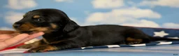 Miniature Dachshund dogs for sale: AKC Panther LH DNA OFA  - Ad 1