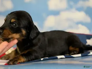 Miniature Dachshund dogs for sale: AKC Panther LH DNA OFA - Ad 2