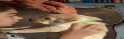 Labrador Retriever dogs for sale: Venture - Ad 2
