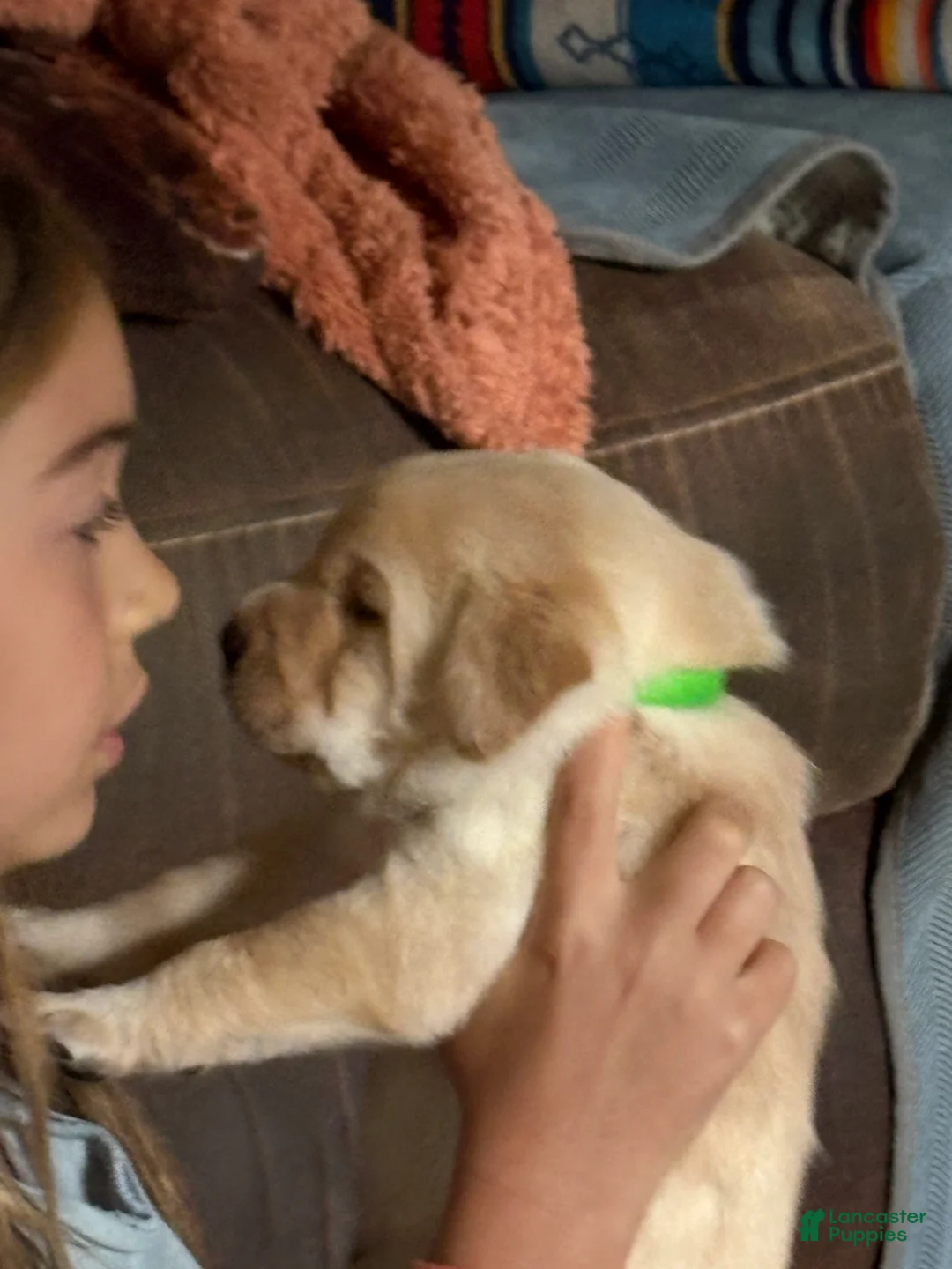 Labrador Retriever dogs for sale: Venture - Ad 2