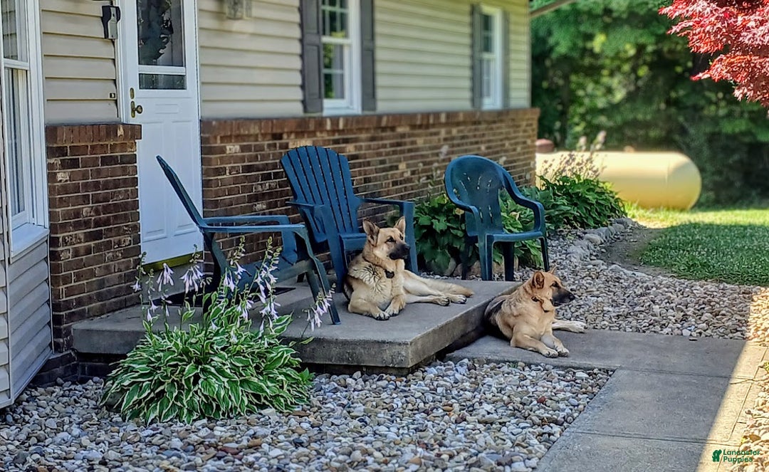 German Shepherd dogs for sale: Striker - Ad 8