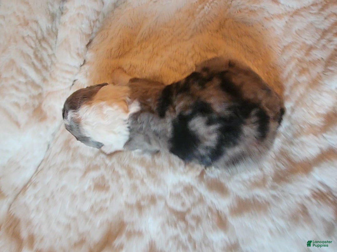 Mixed Breed dogs for sale: Lilly - Ad 6