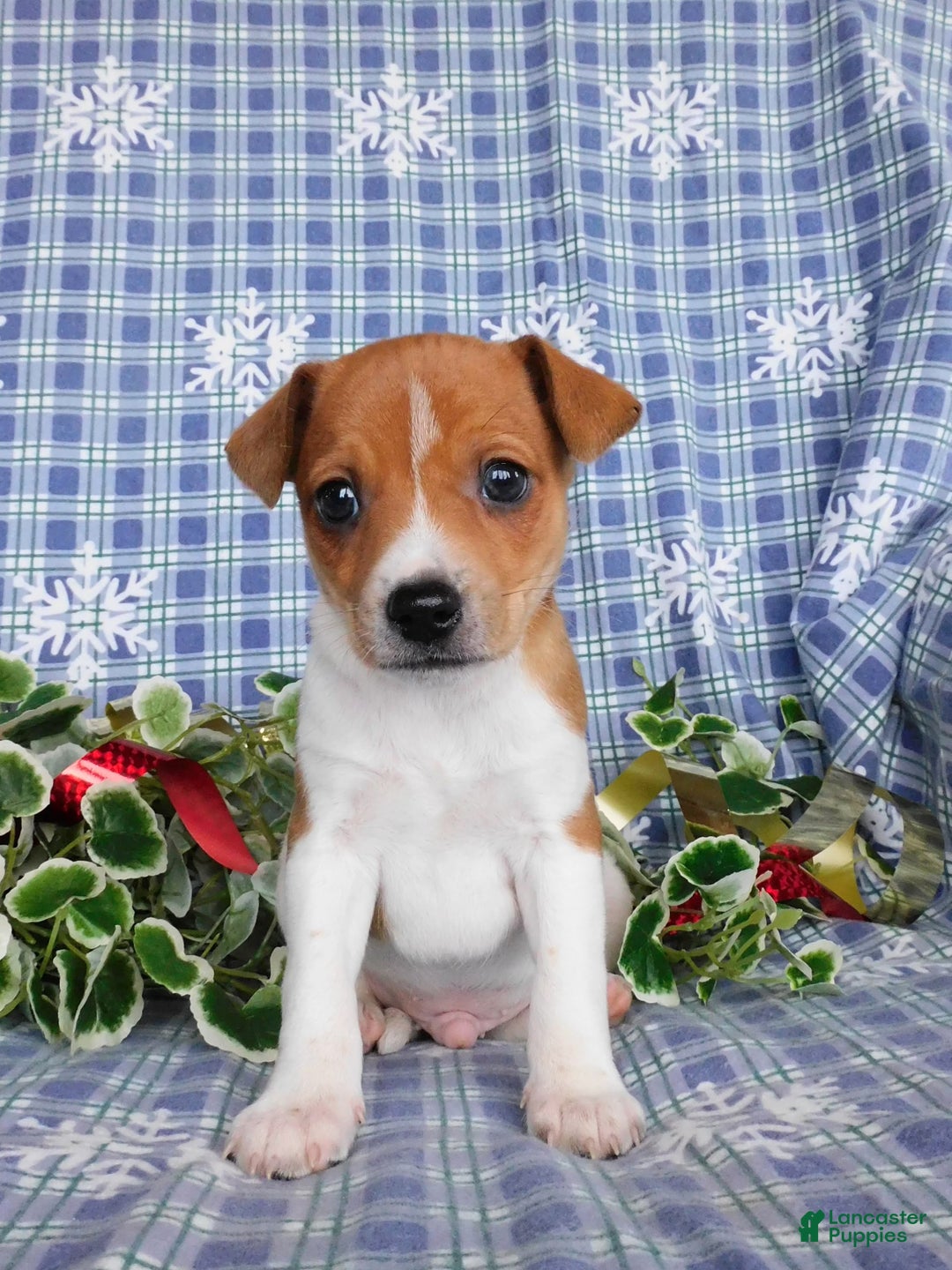 Jack Russell Terrier dogs for sale: Rinti - Ad 1