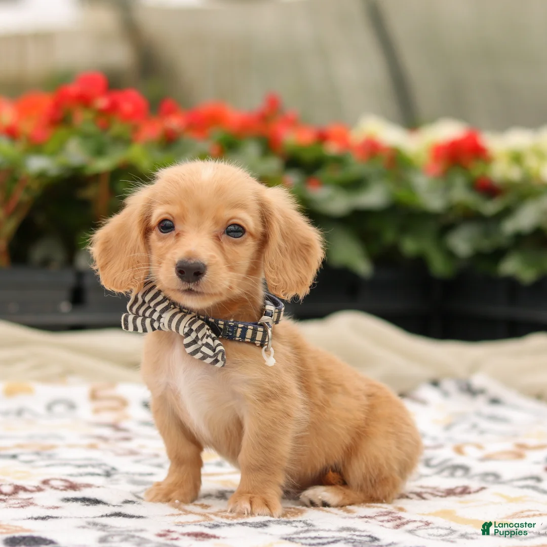 Miniature Dachshund dogs for sale: Hudson  - Ad 2