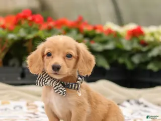 Miniature Dachshund dogs Hudson - Ad 25