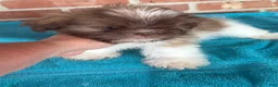 Shih Tzu dogs for sale: Shih Tzu 4 - Ad 4